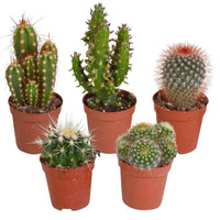 5x Cactus - Mélange - Cactus