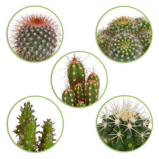 5x Cactus - Mélange - Ensembles de plantes d'intérieur