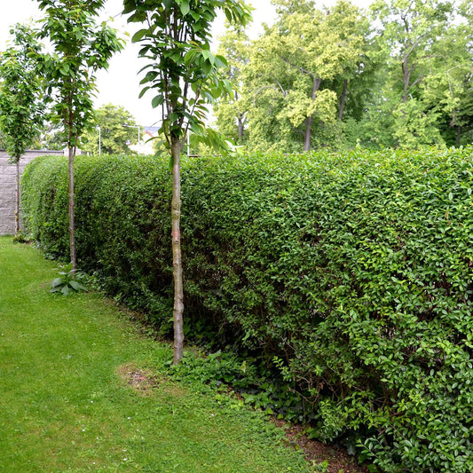 Troène de Californie Ligustrum ovalifolium - Bakker