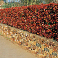 Photinia - Haie de 3 Photinias Red Robin - Photinia fraseri Red Robin