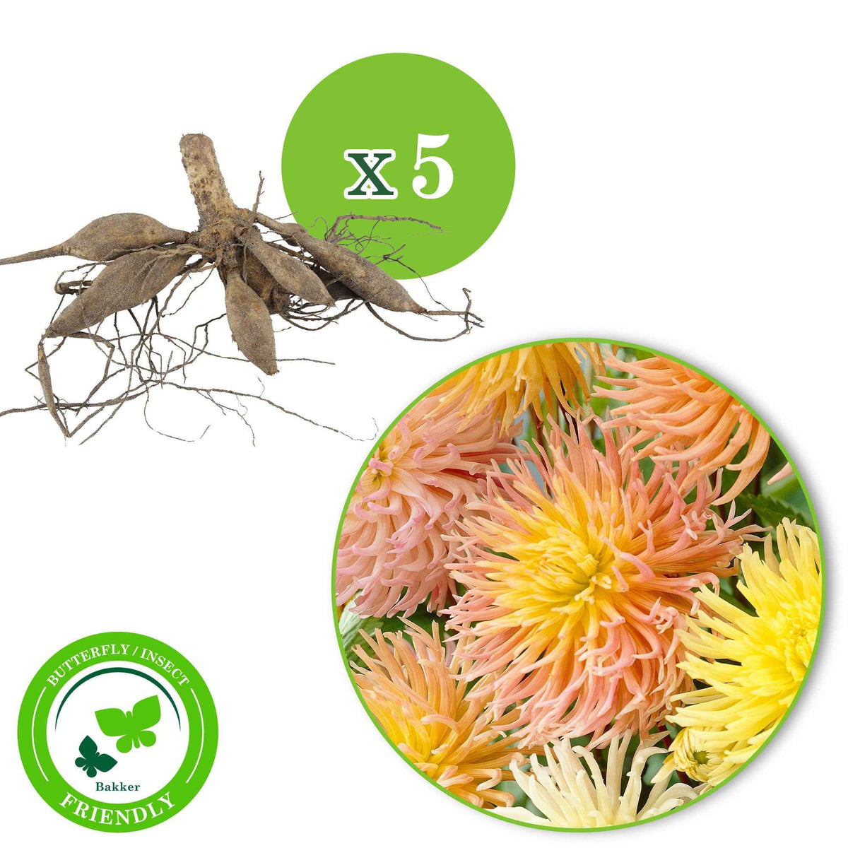5 Dahlias Star en mélange - Dahlia 'star' - Bakker