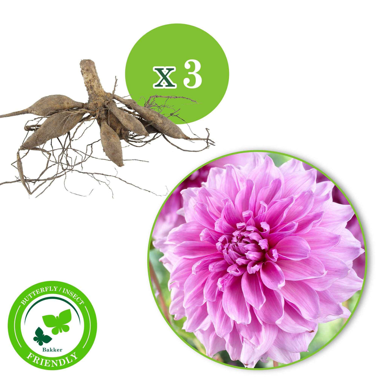 3 Dahlias géant Lavender Perfection - Dahlia 'lavender perfection' - Bakker