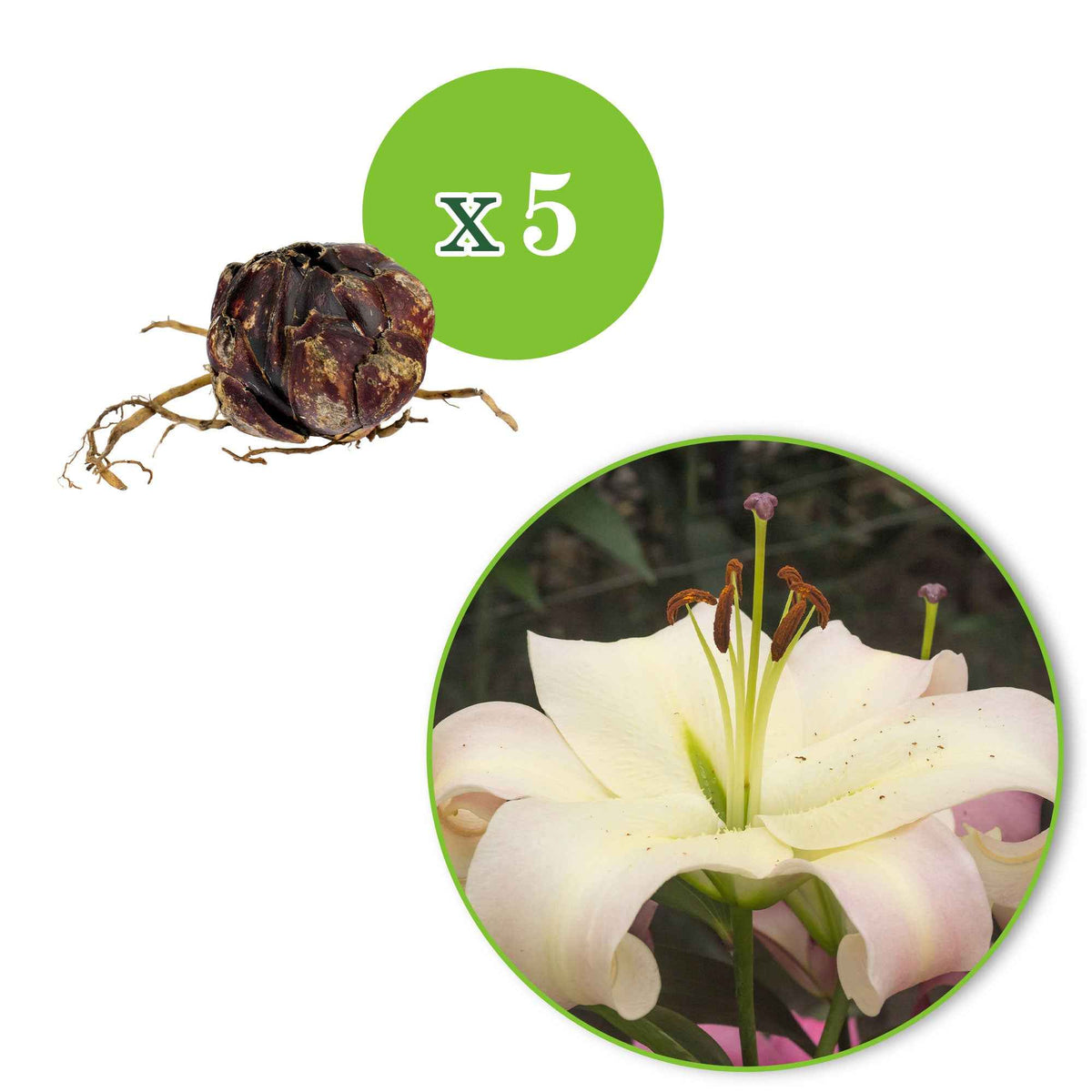 5 Lis géant Pretty Woman - Lilium 'pretty woman' - Bakker