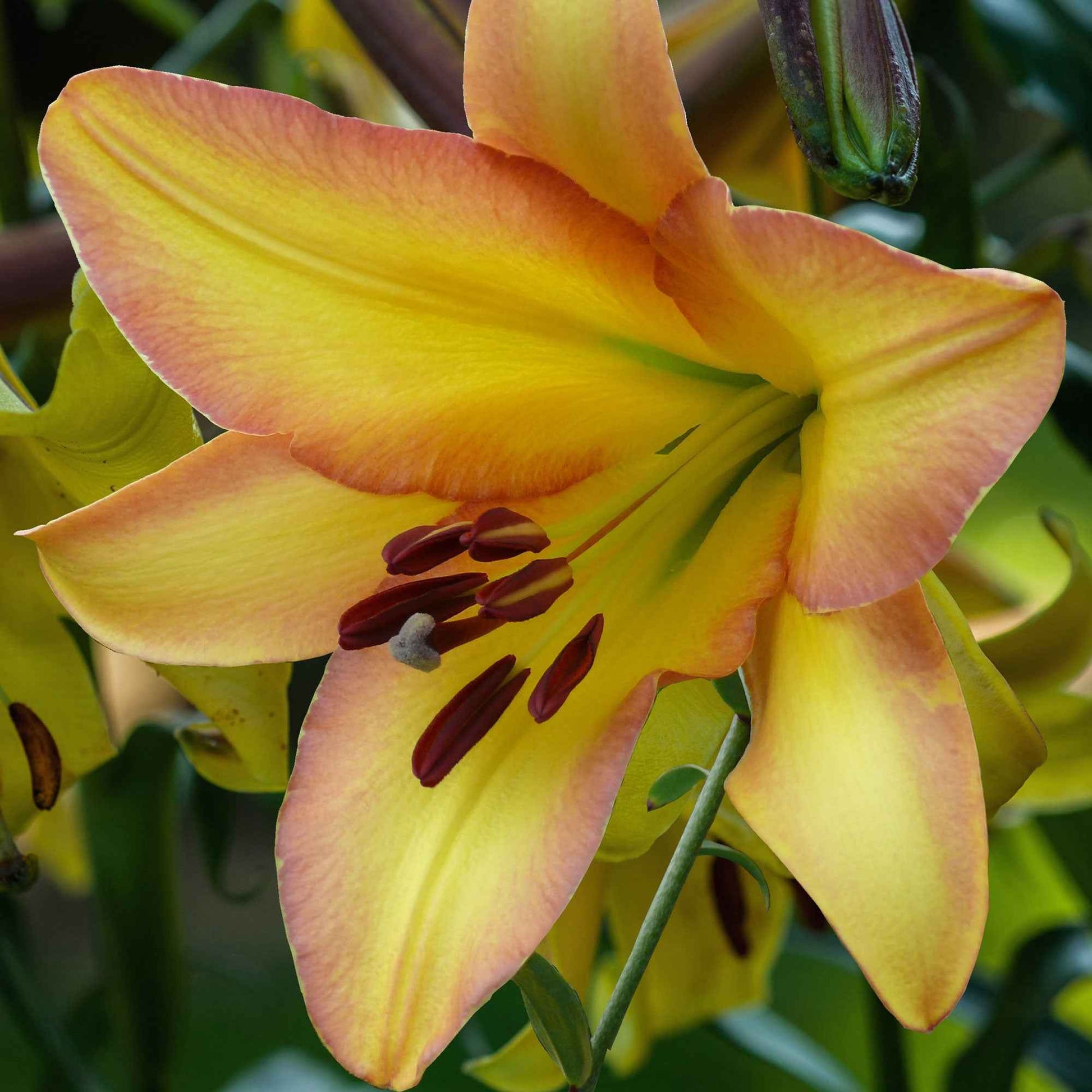 5x Lys Lilium Like A Tree 'Rising Moon' jaune - Arbustes à papillons et plantes mellifères