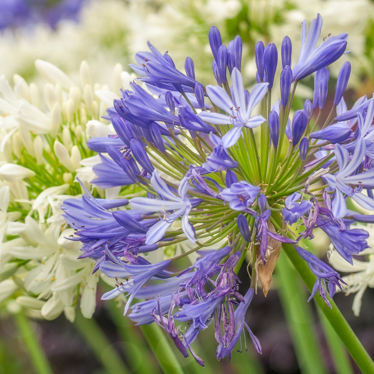 Agapanthes - 3 Agapanthes bleues - Agapanthus umbellatus