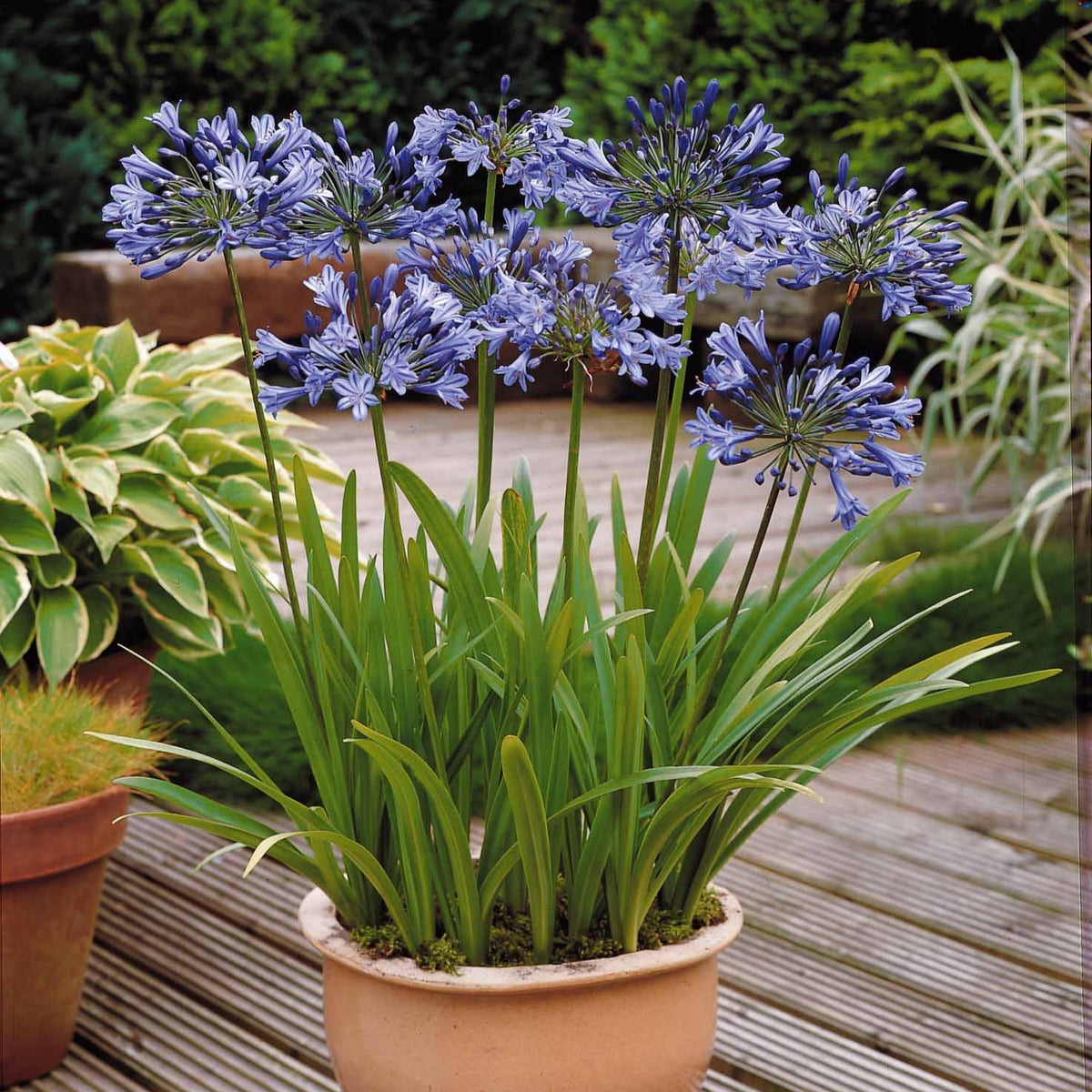 Agapanthus umbellatus - 3 Agapanthes bleues - Agapanthes