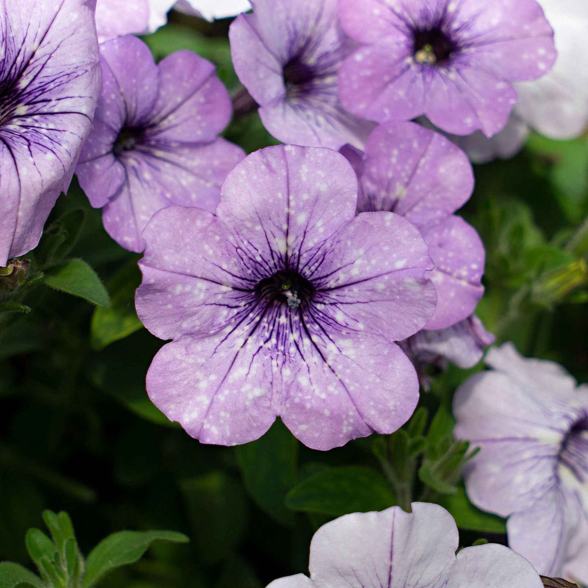 3 Pétunias Lavender Sky - Petunia lavender sky - Bakker