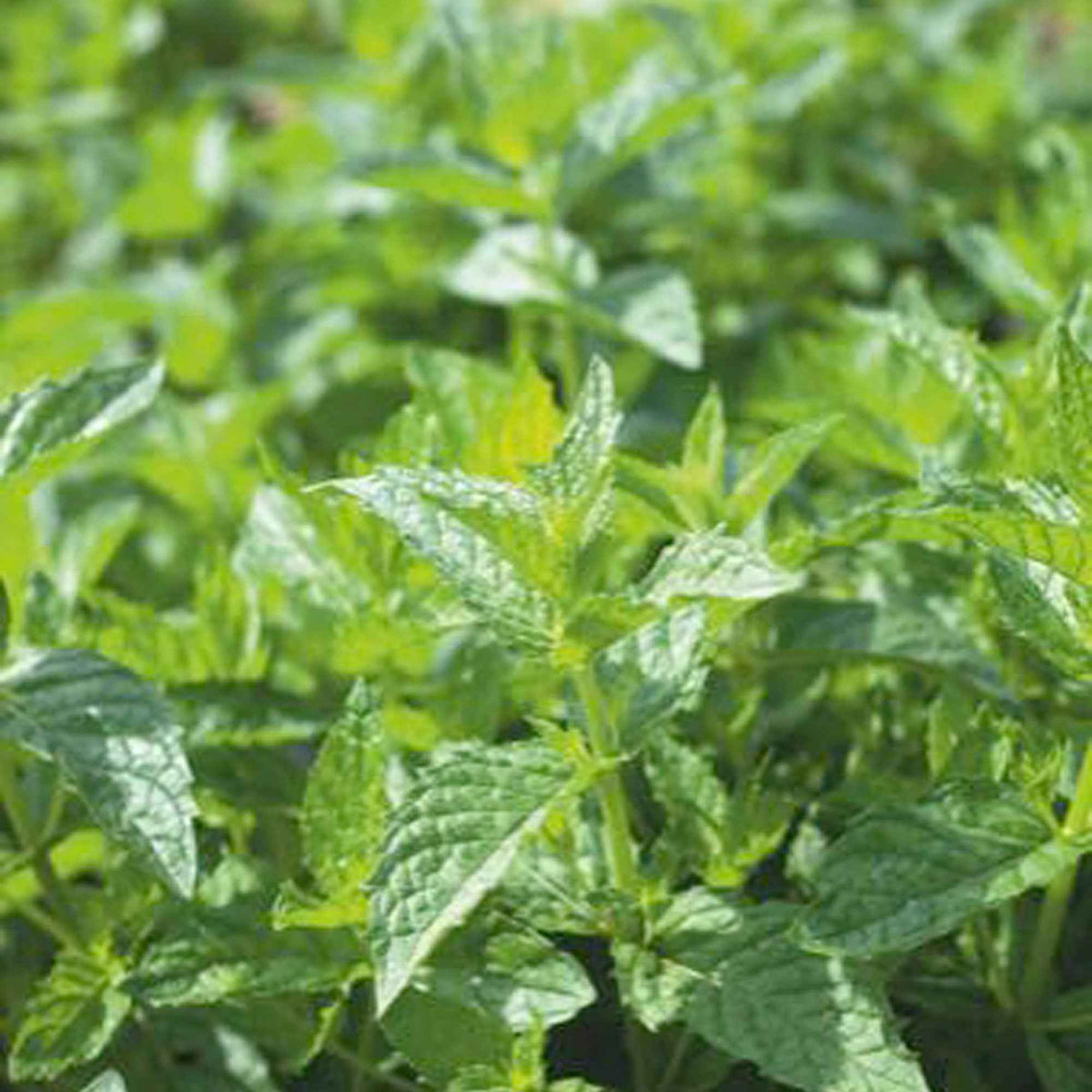 Menthe poivrée - Mentha piperita - Bakker