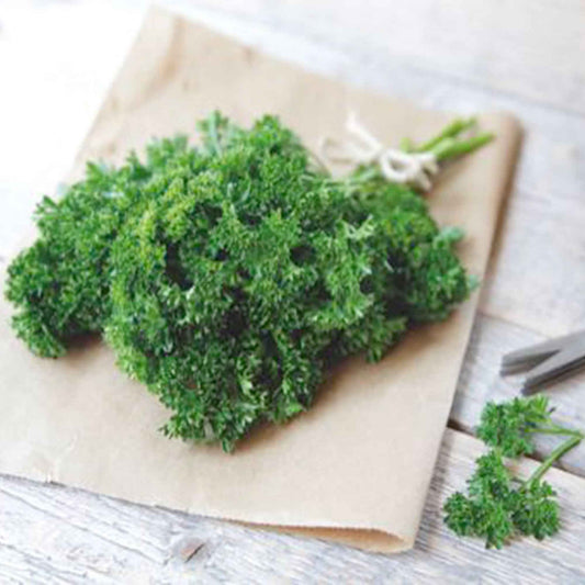 Persil plat Commun 2 - Bakker