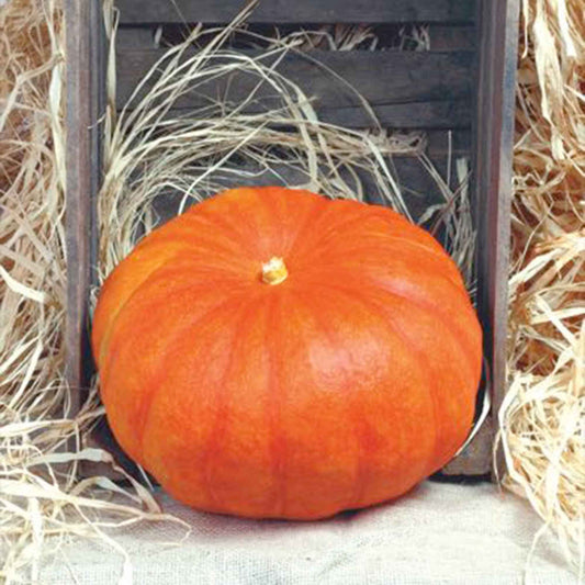 Courge Cucurbita 'Rode van d'Etampes' rouge 6 m² - Semences de légumes - Graines