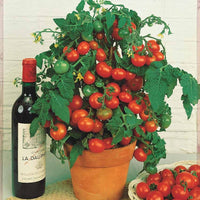 Bakker - Tomate cerise 'Tiny Tim' - Solanum lycopersicum tiny tim - Graines