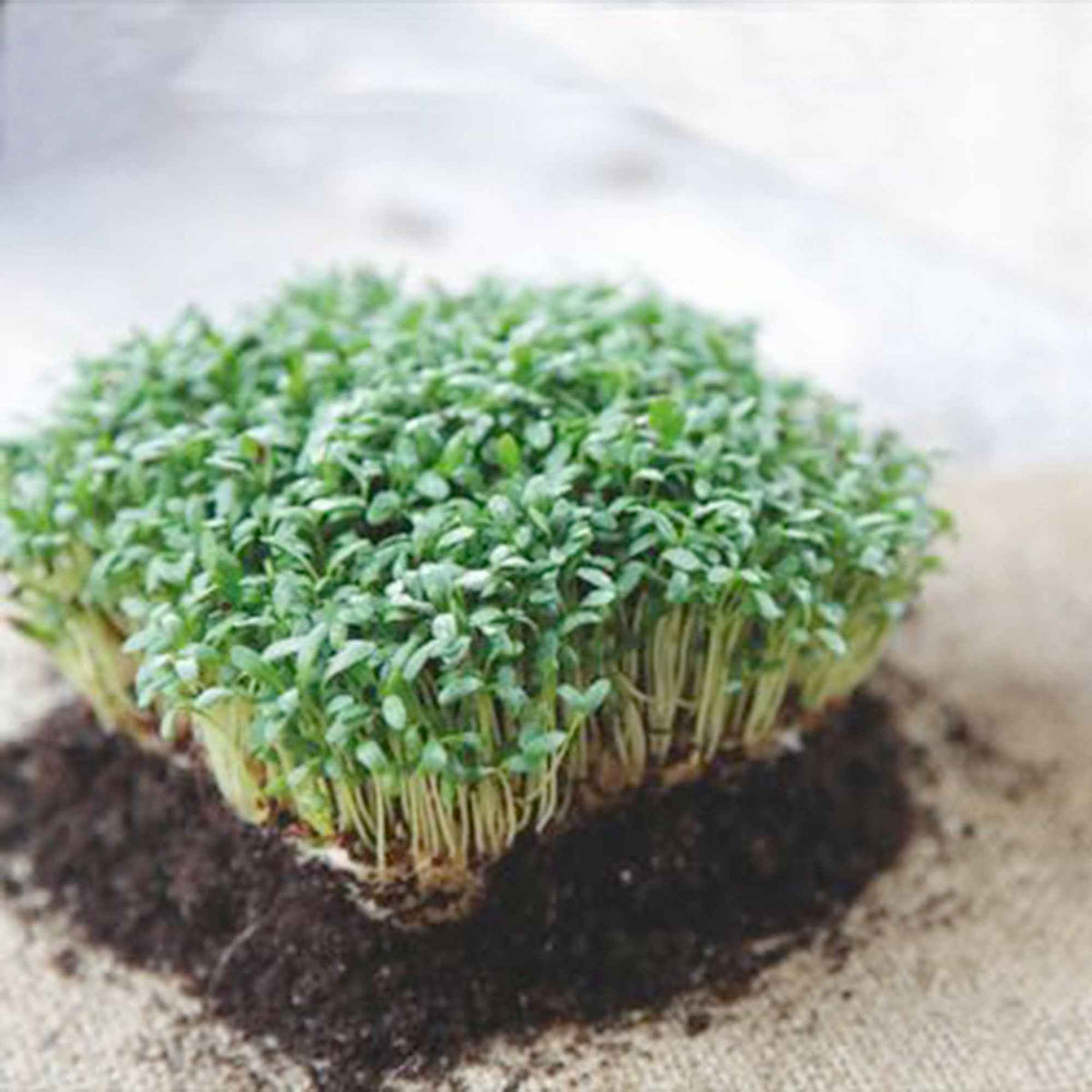 Cresson alénois - Lepidium sativum - Bakker