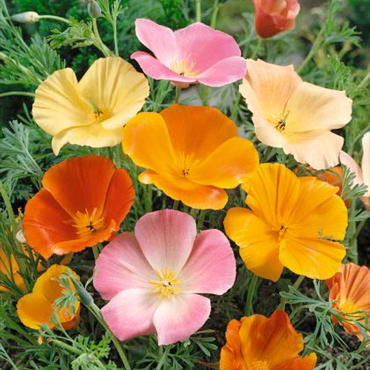 Pavot de Californie - Eschscholzia californica - Bakker