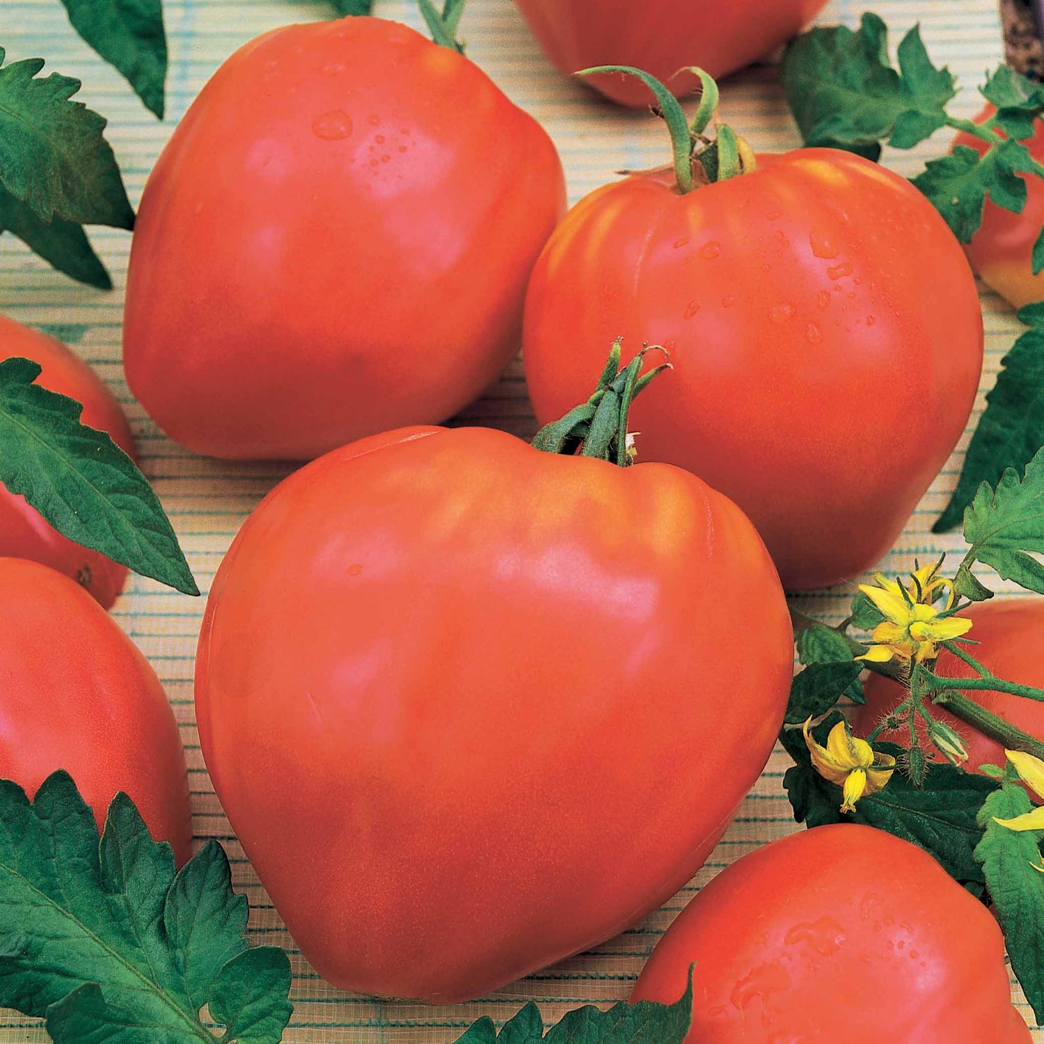 Graines de tomates