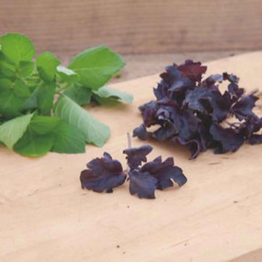 Basilic pourpre 'Purple Ruffles' - Bakker