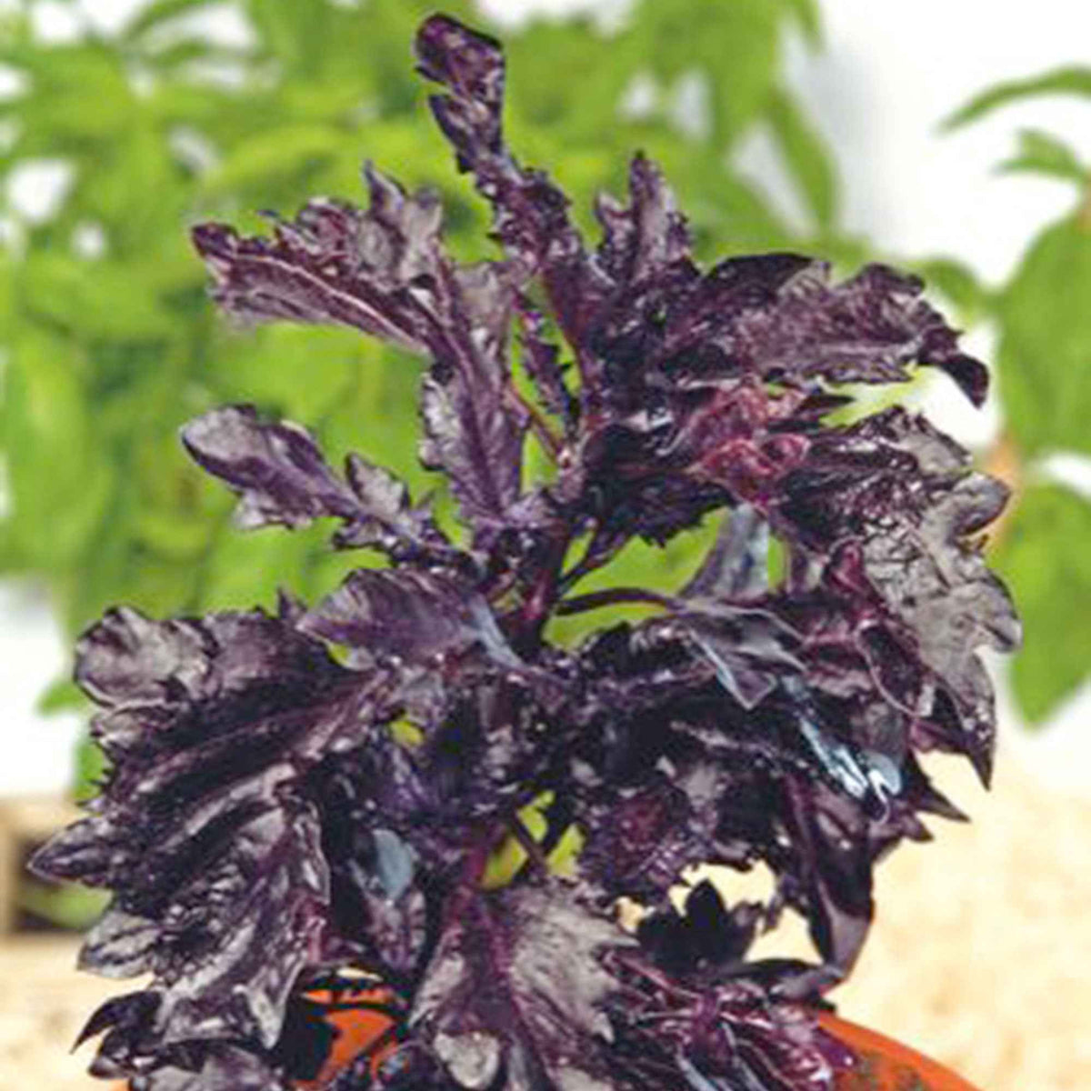 Basilic pourpre 'Purple Ruffles' - Ocimum basilicum purpureum - Bakker