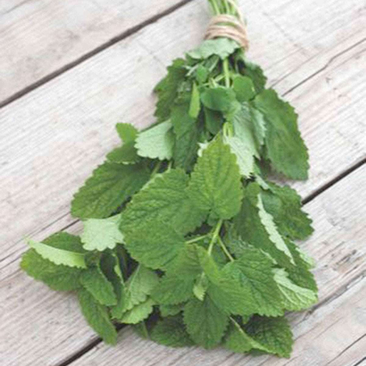 Melissa officinalis citrina - Mélisse citronnelle bio - Graines d'aromatiques