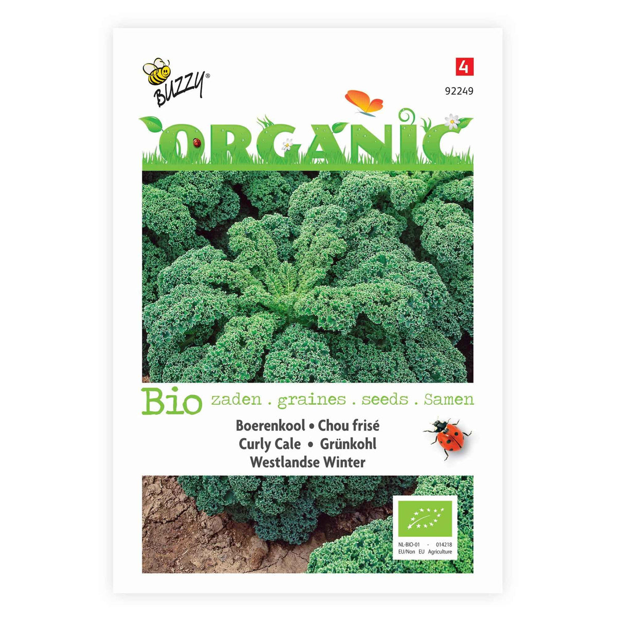 Brassica oleracea westlandse winter - Chou Frisé demi-nain 'Westlandse Winter' - Graines de choux