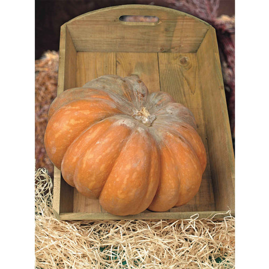 Courge Musquée de Provence Bio - Bakker