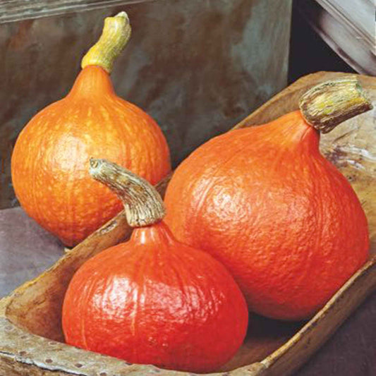 Courge bio 'Uchiki kuri' - Bakker