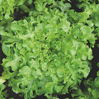 Feuille de chêne Lactuca 'Salad bowl' - Biologique 30 m² - Semences de légumes - Entretien du potager