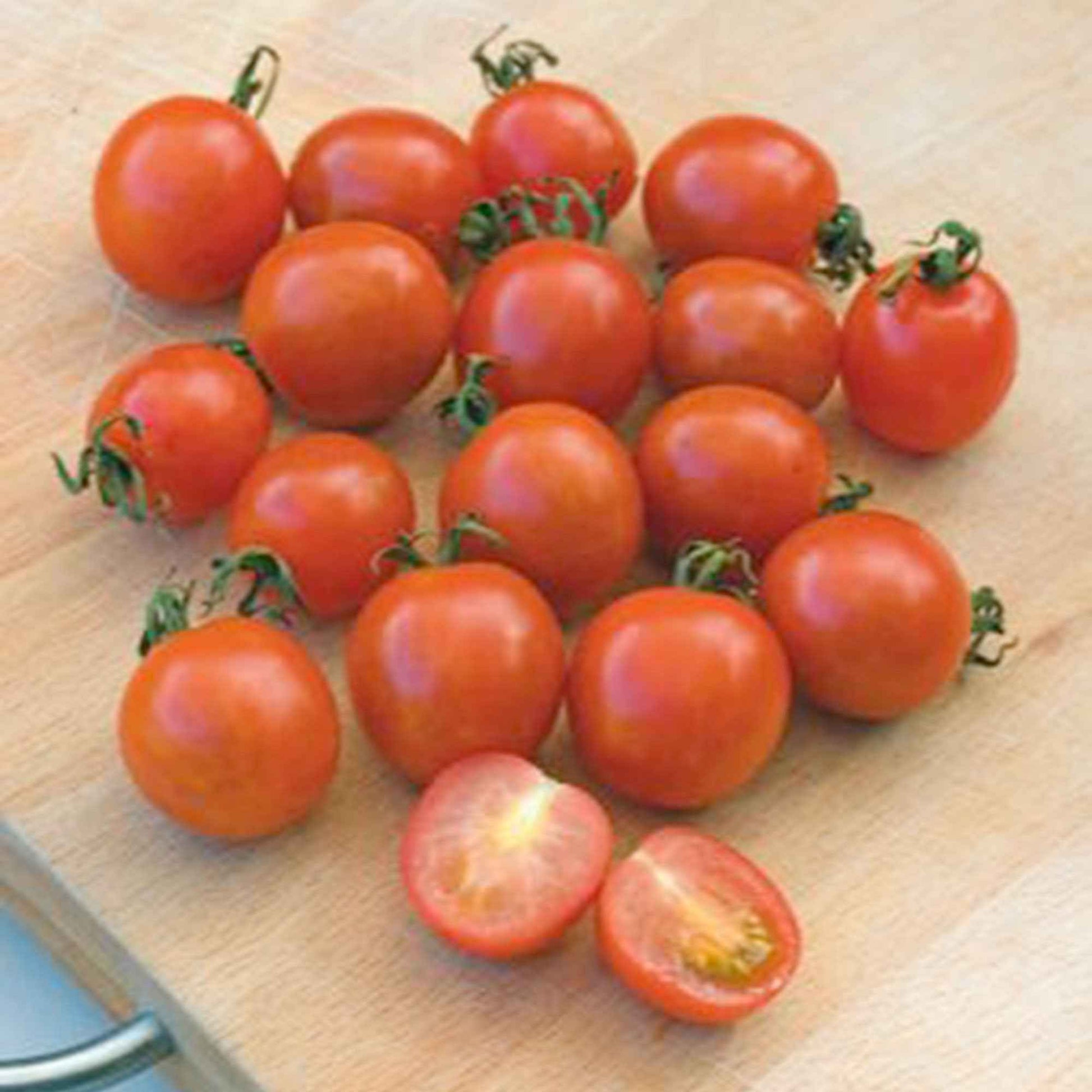 Tomate cerise Solanum 'Koralik' - Biologique - Semences de légumes - Graines