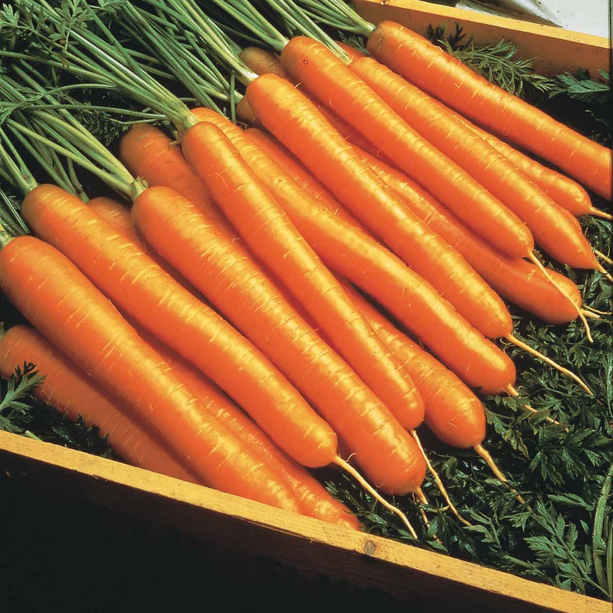 Bakker - Carotte d'été 'Nantes 2' - Daucus carota nantaise améliorée 2 race forto - Graines de Fruits et Légumes