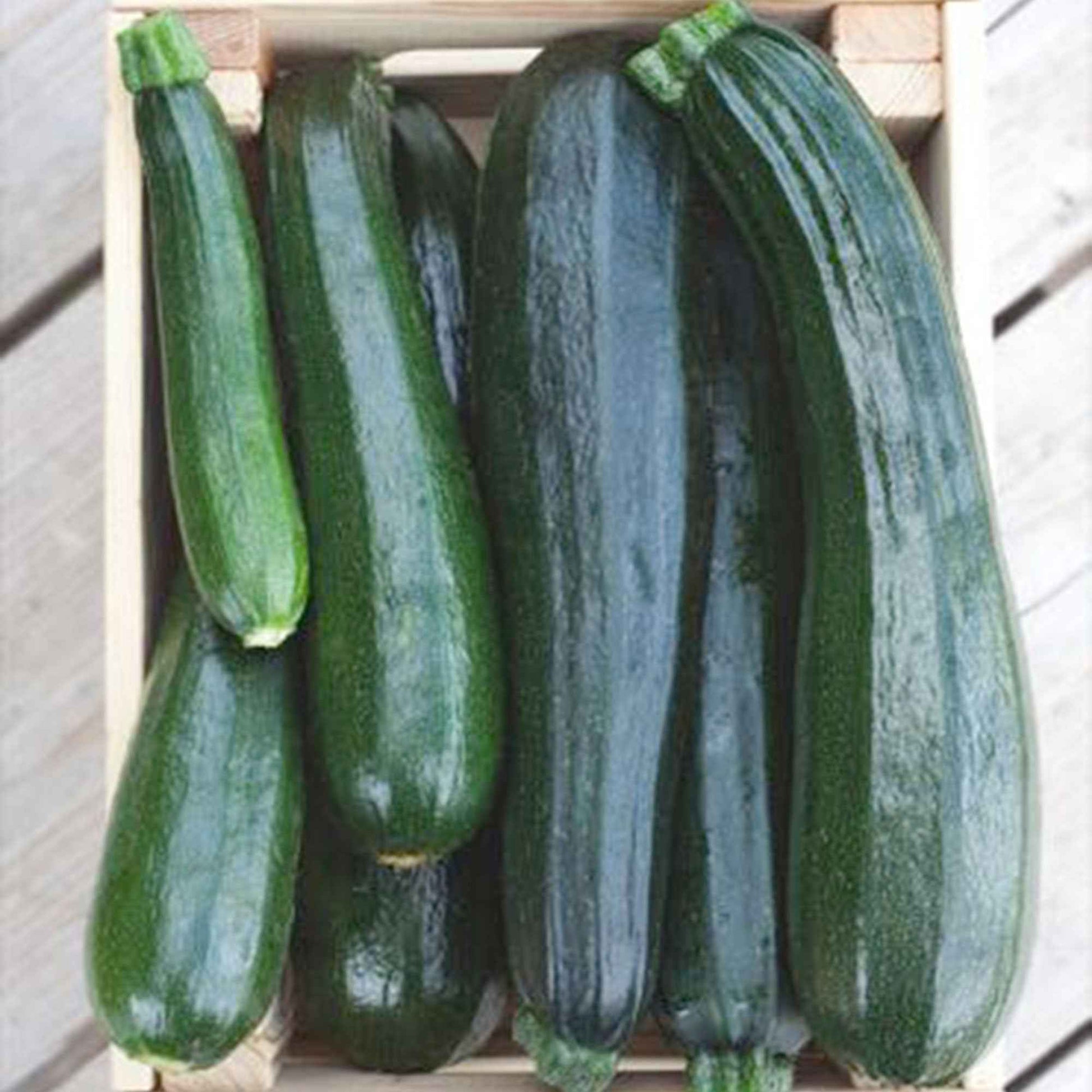 Courgette Cucurbita 'Black Beauty' - Biologique 8 m² - Semences de légumes - Caractéristiques des plantes