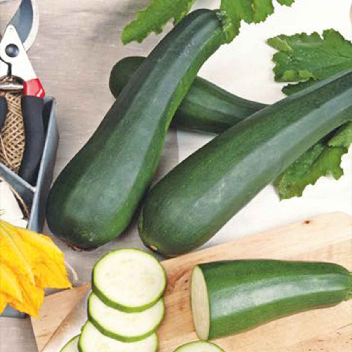 Courgette 'Partenon F1' - Bakker