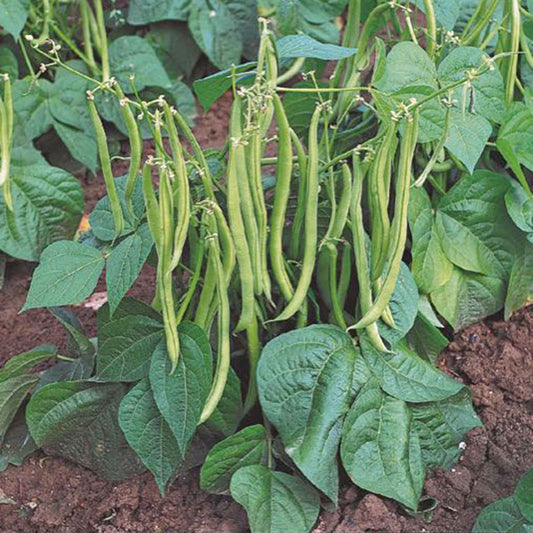 Haricot nain mangetout Maxi - Bakker