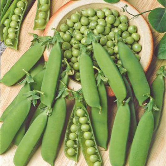 Petit pois 'Karina' BIO - Bakker