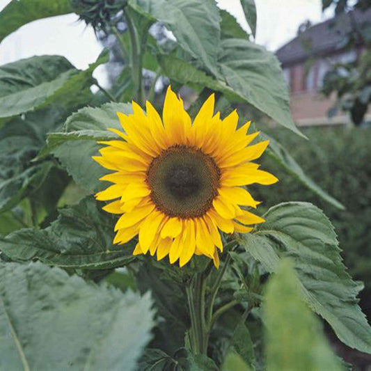 Tournesol Helianthus 'Giganteus' - Biologique jaune 6 m² - Semences de fleurs - Caractéristiques des plantes