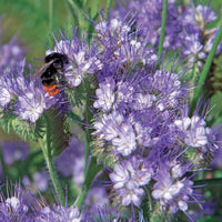 Phacélie à feuilles de tanaisie - Phacelia tanacetifolia - Bakker