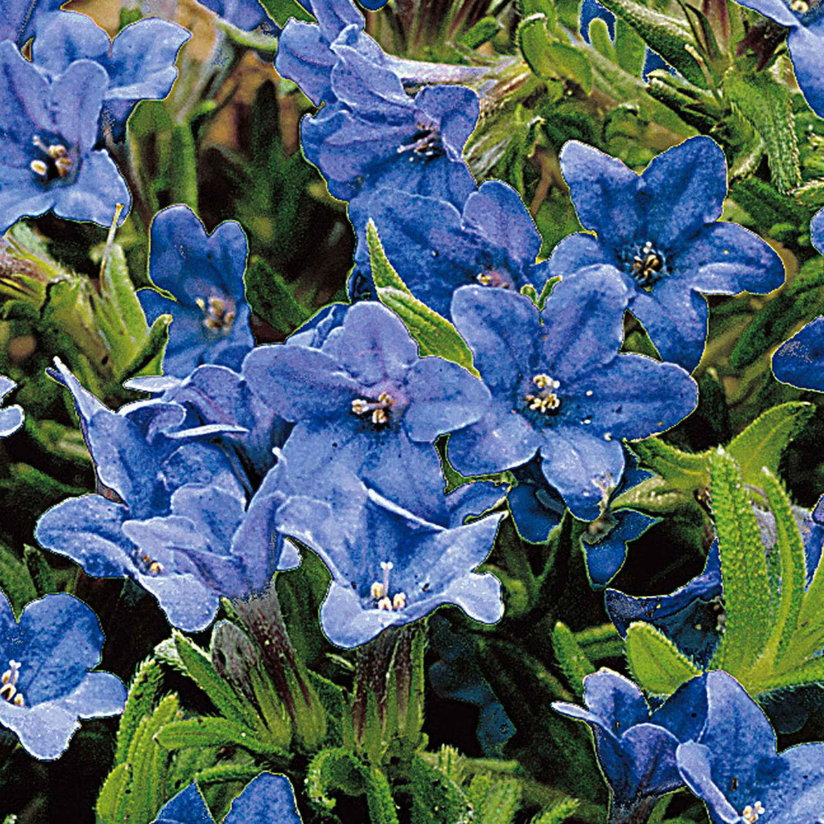 Grémil 'Heavenly Blue' - Lithodora diffusa Heavenly Blue - Bakker