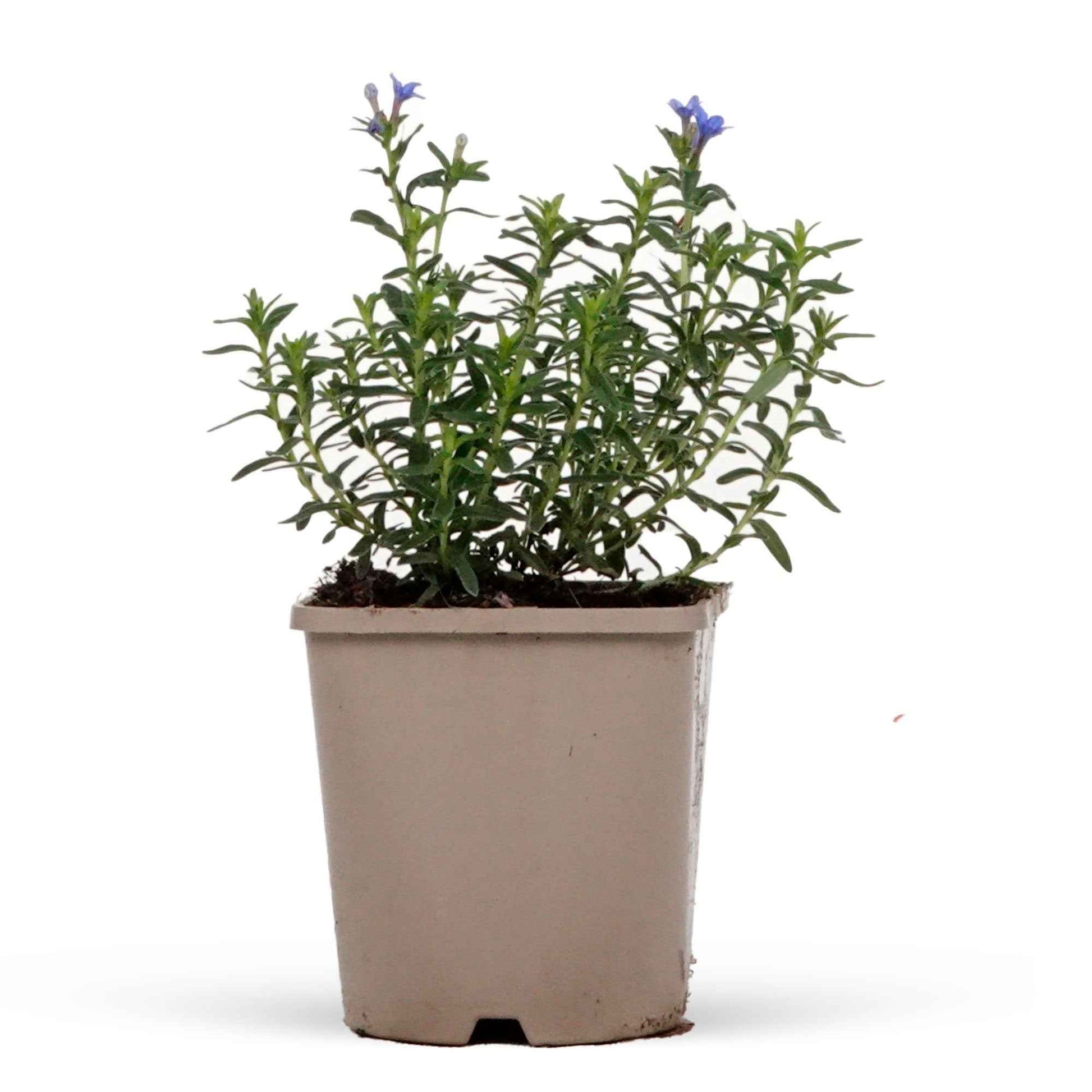 Grémil Heavenly Blue - 1x hauteur de livraison 25-35 cm, pot de Diamètre 12,5 cm - Caractéristiques des plantes - undefined