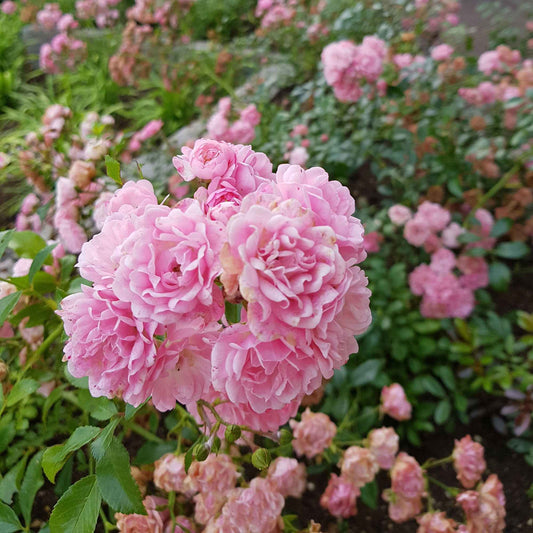 Rosier à massif 'The Fairy' - Espèces de plantes