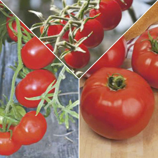 Tomate Cocktail Raisins jaunes - Bakker