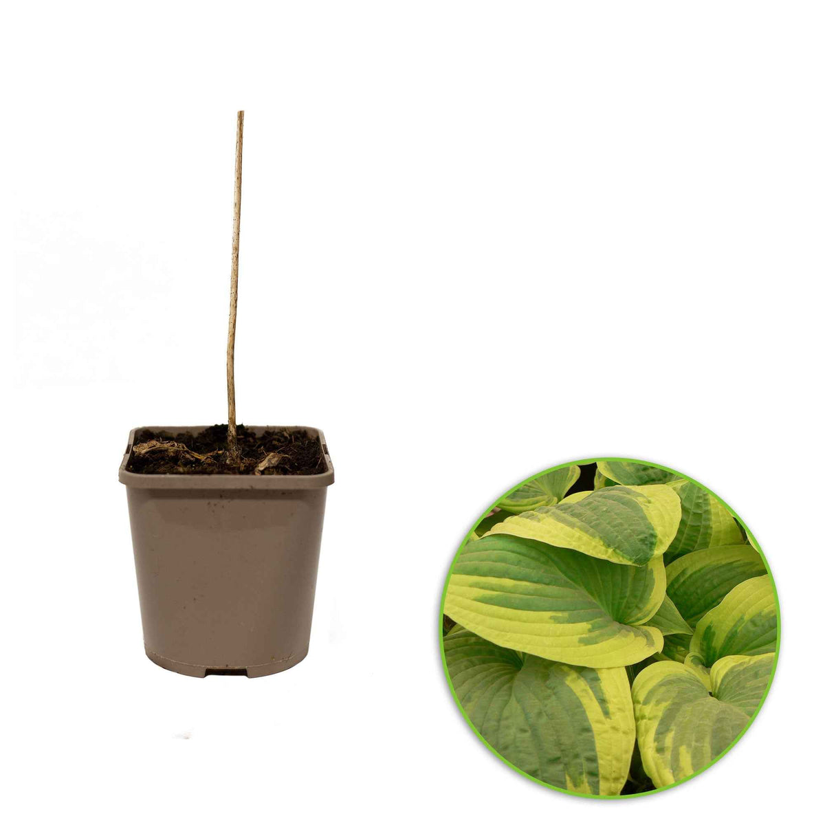 Hosta hybride wide brim - Hosta 'Wide Brim' - Hosta
