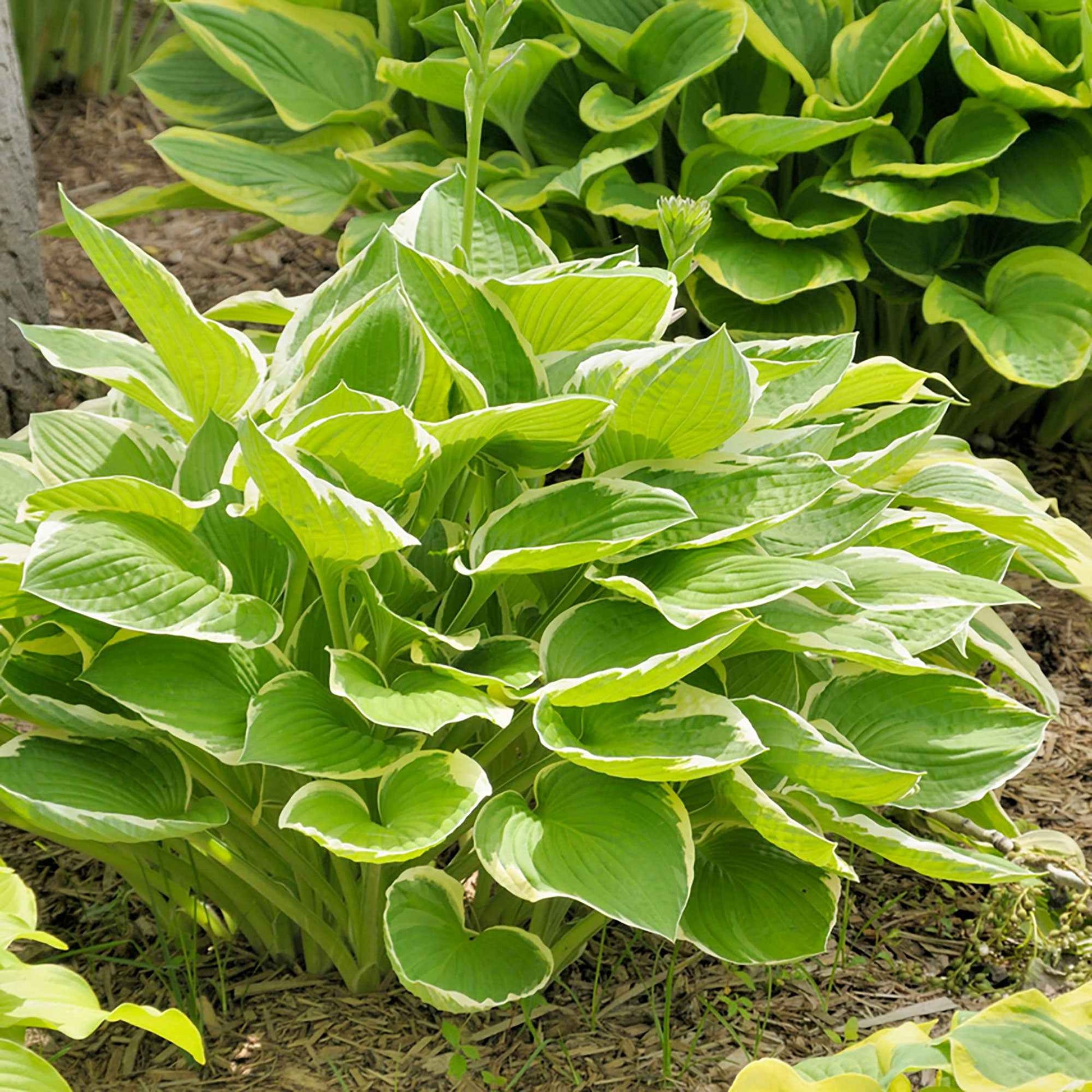 Hosta 'Patriot' - Caractéristiques des plantes