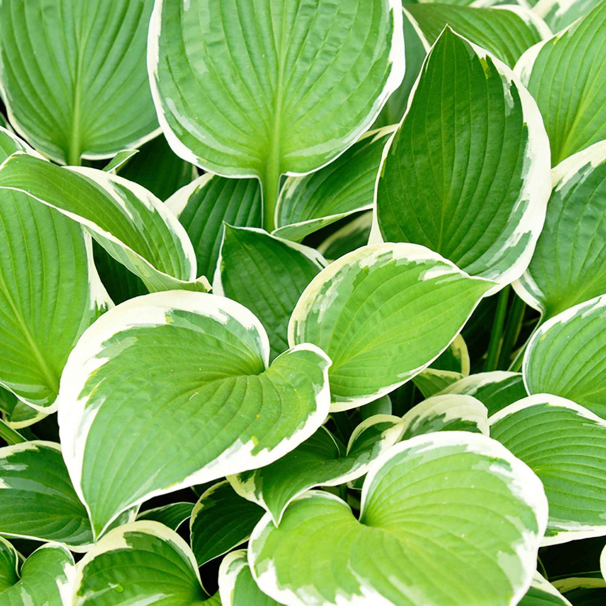 Hosta 'Patriot' - Hosta hybride patriot - Bakker