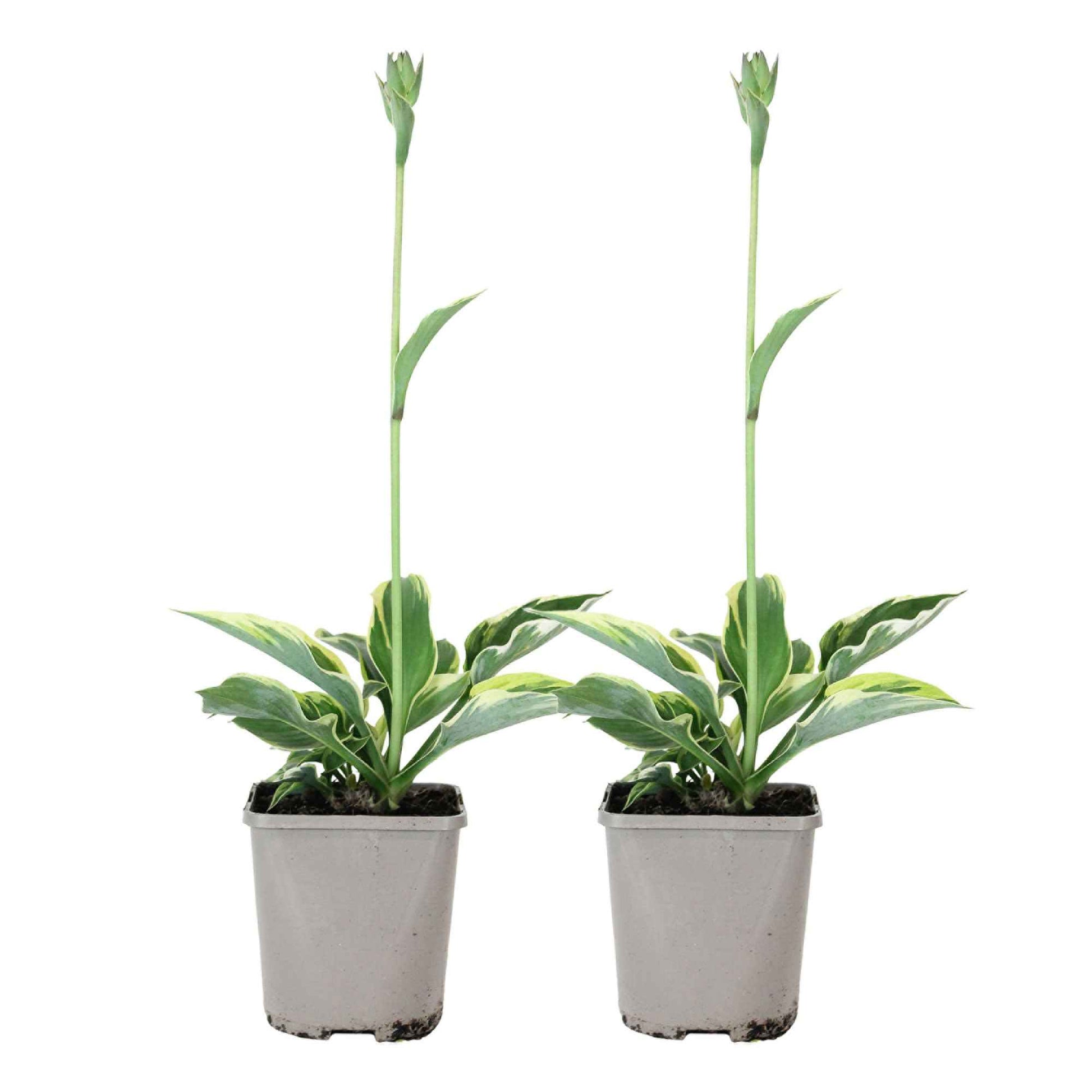 Hosta Patriot - 2x Hauteur 25-35 cm, Diamètre 12,5 cm - Plantes d extérieur - undefined