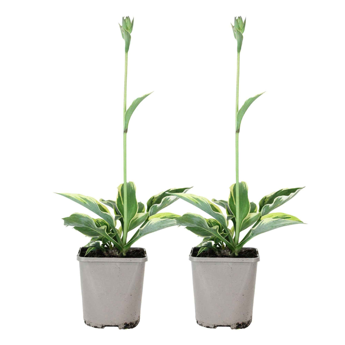 Hosta - Hosta 'Patriot' - Hosta hybride patriot