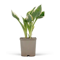 Hosta Patriot - Hauteur 25-35 cm, Diamètre 12,5 cm - Caractéristiques des plantes - undefined