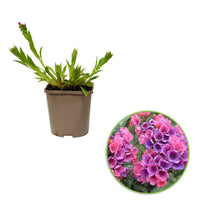 Pulmonaria Raspberry Splash - 1x hauteur de livraison 25-35 cm, pot de Diamètre 12,5 cm - Arbustes à papillons et plantes mellifères - undefined