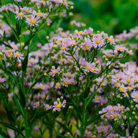 Aster nain d'automne Stardust - Arbustes à papillons et plantes mellifères