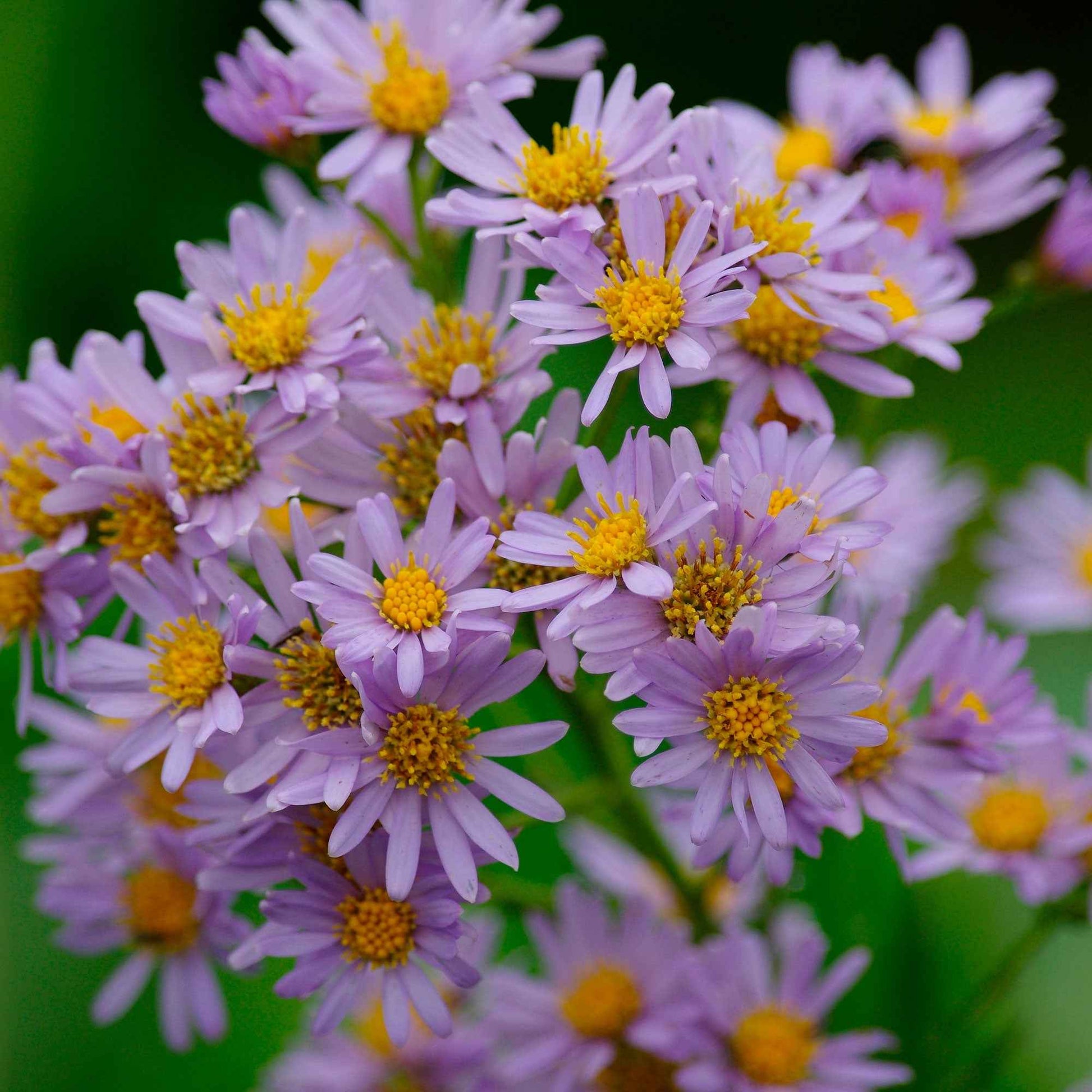 Aster nain d'automne Stardust - Plantes d'extérieur