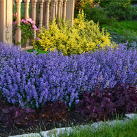 Nepeta parfumée 'Pursian Blue' - Caractéristiques des plantes