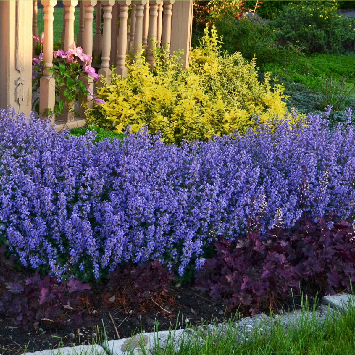 Nepeta parfumée 'Pursian Blue' - Bakker