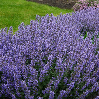 Nepeta parfumée 'Pursian Blue' - Plantes de bordure