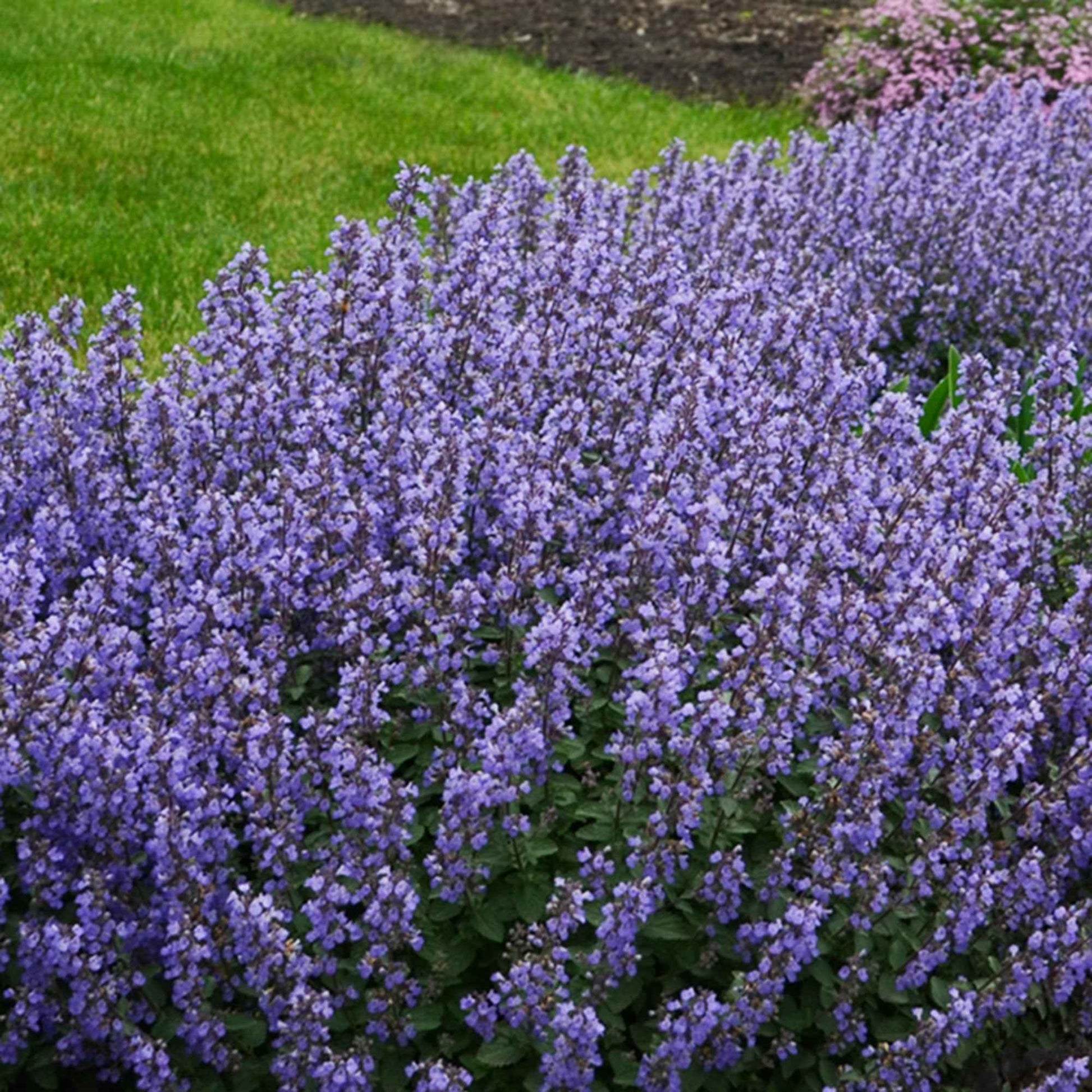 Nepeta parfumée 'Pursian Blue' - Plantes de bordure